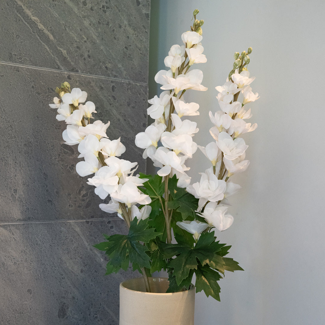 Delphinium Blanco