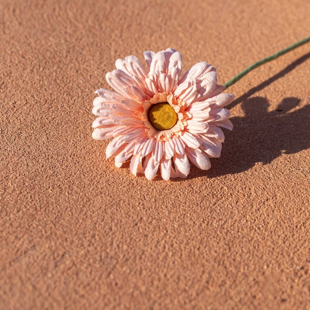 Gerbera de Papel Albaricoque