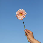 Gerbera de Papel Albaricoque