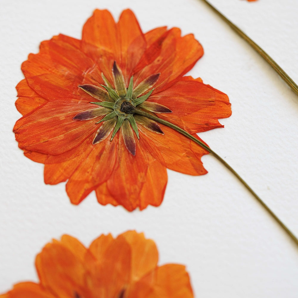 Herbarium Solrigt Landskab A3