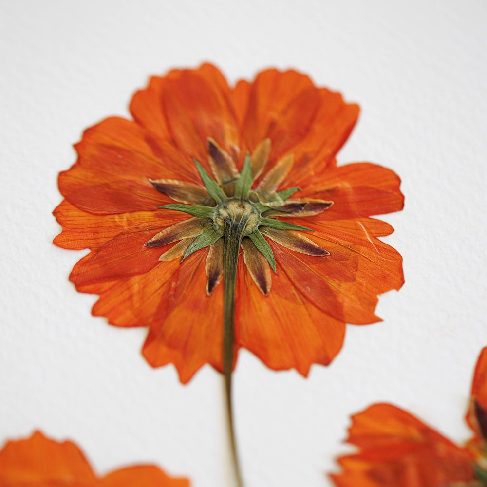 Herbarium Solrigt Landskab A3