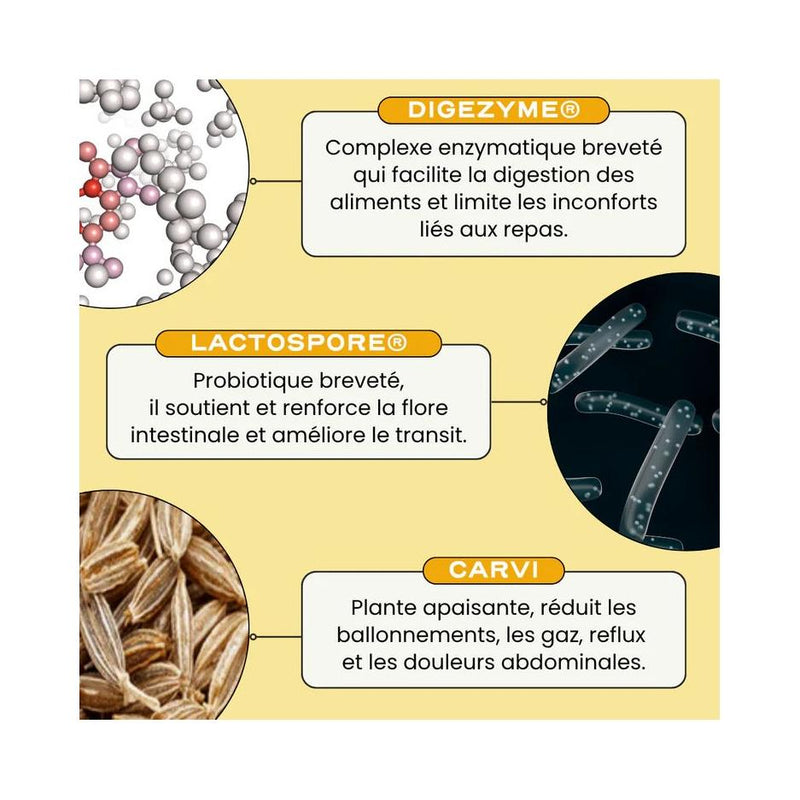 Digest - Balance of Intestinal Flora