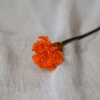 Oeillet Stabilisé Orange