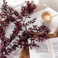 Mazzo Ruscus Bordeaux