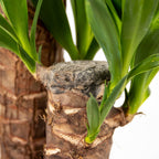 Yuca Elephantipes - Planta de interior
