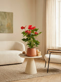 Anthurium Rojo – Planta de Interior