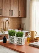Lot : 2 Conservateurs À Herbes Fraîches