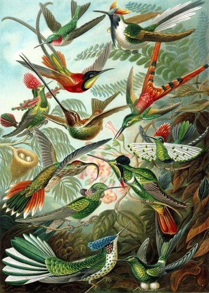 Peinture Par Numéros - Tous Les Oiseaux